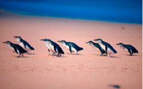 澳洲菲利普島企鵝大遊行實測｜3個避坑點+超近觀賞技巧✨