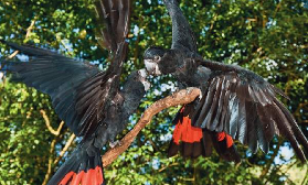 凱恩斯必玩！庫蘭達鳥世界｜400+鳥類+保育體驗超讚💚