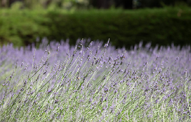 墨爾本週邊｜阿什科姆迷宮薰衣草花園實測｜3個避坑+預訂全攻略✨