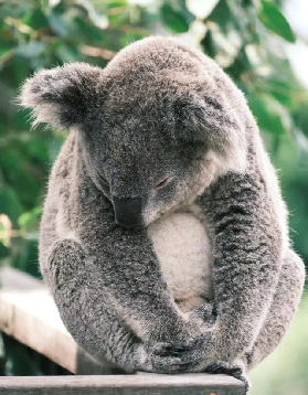 悉尼 Taronga Zoo｜歡迎來到動物世界