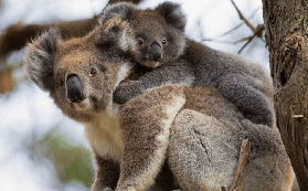 墨爾本大洋路日落實測｜Go West團裏藏的3個隱藏驚喜！超讚der✨