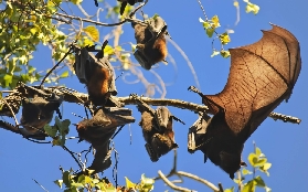 Darwin出發2小時遁入熱帶秘境！利奇菲爾德一日遊實測避坑✨