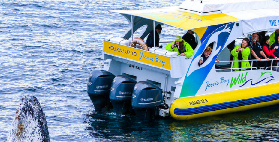 傑維斯灣賞鯨實測｜5-11月必衝！海豚陪跑+鯨魚甩尾超震撼✨