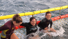 澳洲傑維斯灣｜夏潮織網體驗實測！海豚相伴的濕身派對，避坑總結看這篇🐬