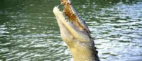 達爾文半日遊｜親眼見鱷魚躍水衝食！北領地野性體驗超震撼✨