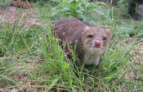 【澳洲南海岸實測】波托魯宮動物保護區｜親手餵袋鼠+考拉避坑攻略✨