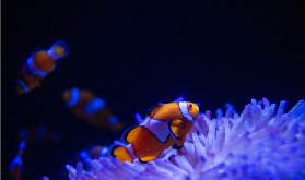陽光海岸SEA LIFE水族館｜臺灣人親測！海底世界超讚體驗分享🌊