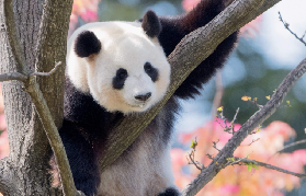阿得雷德動物園｜3個預訂避坑點+必睇熊貓！市中心野性天堂✨