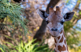 阿得雷德動物園｜250種生靈+熊貓互動！保育體驗超有意義🤩