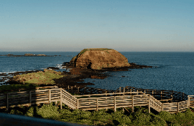 菲利普島3園通票實測｜企鵝歸巢+無尾熊+農場3大亮點｜避坑指南