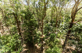 黃金海岸樹頂冒險｜刺激到尖叫！極限路線避坑全攻略🔥