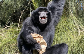 莫哥野生動物園實訪｜松鼠猴超夯爆！近距離見獅子+紅熊貓互動超讚✨