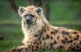 莫哥野生動物園攻略｜避坑指南+必玩清單｜保姆級分享
