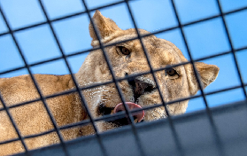 阿德萊德莫納托獅子體驗｜360度近觸草原之王+親手餵獅超震撼✨