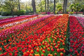 庫肯霍夫花園避坑指南｜3個必看註意事項💡