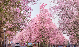 曼谷春日限定暴擊！粉紅風鈴木花海免費開，兩大打卡地拍爆朋友圈