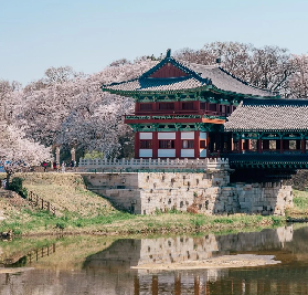 請收下這份釜山看海賞櫻全攻略！美過首爾