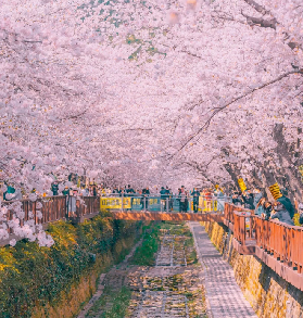 【最美釜山櫻花季】韓國人必打卡的Top1賞櫻聖地！鎮海櫻花節全攻略