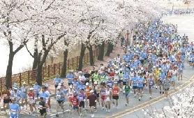 浪漫櫻花賽道，2026年慶州櫻花馬拉松報名開始啦！