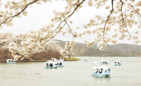 2026年韓國慶州櫻花季全攻略：漫步千年古都的粉色浪漫