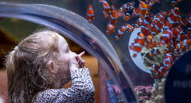 伯明翰SEA LIFE行程規劃｜互動體驗超讚！企鵝餵食時間別錯過🐧