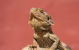 凱恩斯考拉生物門票｜臺灣人親測！4個行程規劃+避坑總結💡