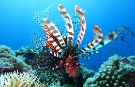 臺北1小時直達！龍洞免證潛水實測✨零經驗也能摸珊瑚？