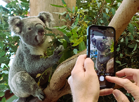 悉尼藍山一日遊實測｜晚出發避人潮！考拉VIP互動超抵✨