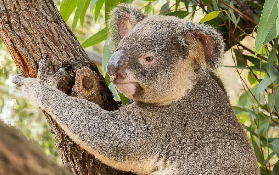 澳洲Ranger Red動物園｜親子一日遊規劃｜3大亮點不踩雷🔥