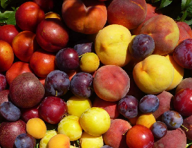 墨爾本亞拉河谷果園之旅｜遊玩後總結避坑指南，這些細節別忽略！