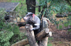 塔斯馬尼亞日間守護者之旅｜實測！近距離摸蟒蛇+餵沙袋鼠超讚🐨