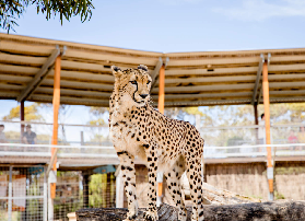澳洲獵豹體驗實測｜近距離看「陸地最快」追逐！避坑指南看這篇✨