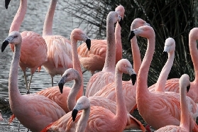阿姆斯特丹ARTIS動物園｜百年古園親子玩樂全攻略！寓教於樂超讚🤩
