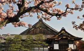 京都奈良一日遊實測｜跟團不無聊！鹿互動+金閣寺超讚