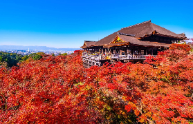 京都一日遊實測｜伏見稻荷+清水寺+金閣寺+嵐山！預訂前必睇5個貼士✨