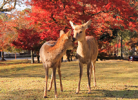 關西自由行必買！近鐵週遊券這樣用才劃算｜實測避坑💡