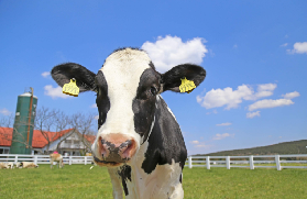東京近郊隱藏版農場！千葉母親牧場門票實測｜預訂前必睇3個坑