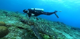 小琉球岸潛實測｜持照潛水er必衝！海龜超近距離搶鏡✨
