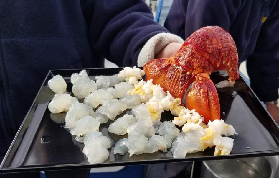 塔斯馬尼亞海鮮巡遊｜遊玩後總結避坑3要點，別踩這些雷！