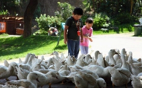 苗栗飛牛牧場一日遊｜親身實測這些亮點必玩！超讚