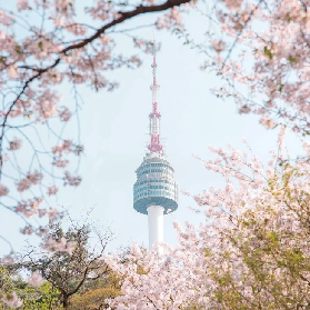 2026韓國春季賞櫻七大熱門勝地