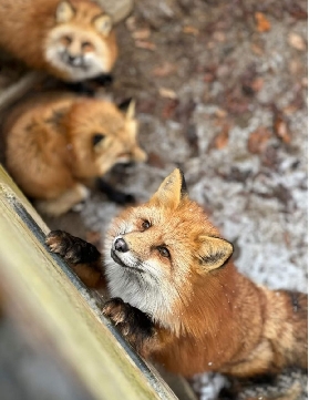 日本山形2日遊超讚！藏王狐貍村+銀山溫泉實測分享🐾