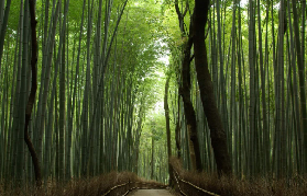 京都一日遊避坑指南！這些雷區千萬別踩💡