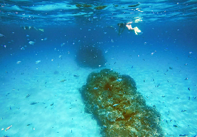 沖繩渡嘉敷島浮潛｜海龜出沒！行程亮點+避坑總結🐢