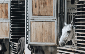 維也納西班牙騎術學校實測｜3大隱藏亮點+避坑指南✨