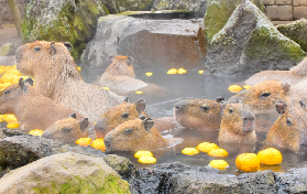伊豆仙人掌動物園實測｜船遊九島+水豚溫泉超讚💦