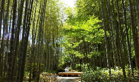 伊豆櫻花+草莓一日遊實測｜臺灣人東京週邊遊必收✨行程懶人包