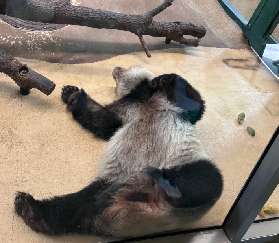 300 年時光沈澱！美泉宮動物園：全世界最古老的動物園，迷你卻藏滿驚喜