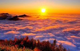 實測臺灣好行阿裏山線！免開車爬2500m超讚✨