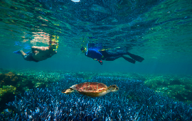 「大堡礁終極體驗｜銀梭號阿金考特礁一日遊超讚實測💙」